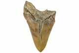 Bargain, Fossil Megalodon Tooth - North Carolina #294692-1